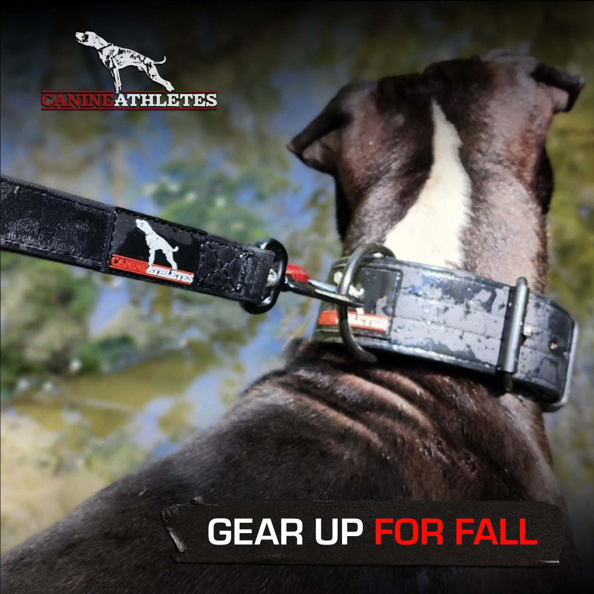 canine-athletes-ap-sport-waterproof-collar-leash-combo-bundle