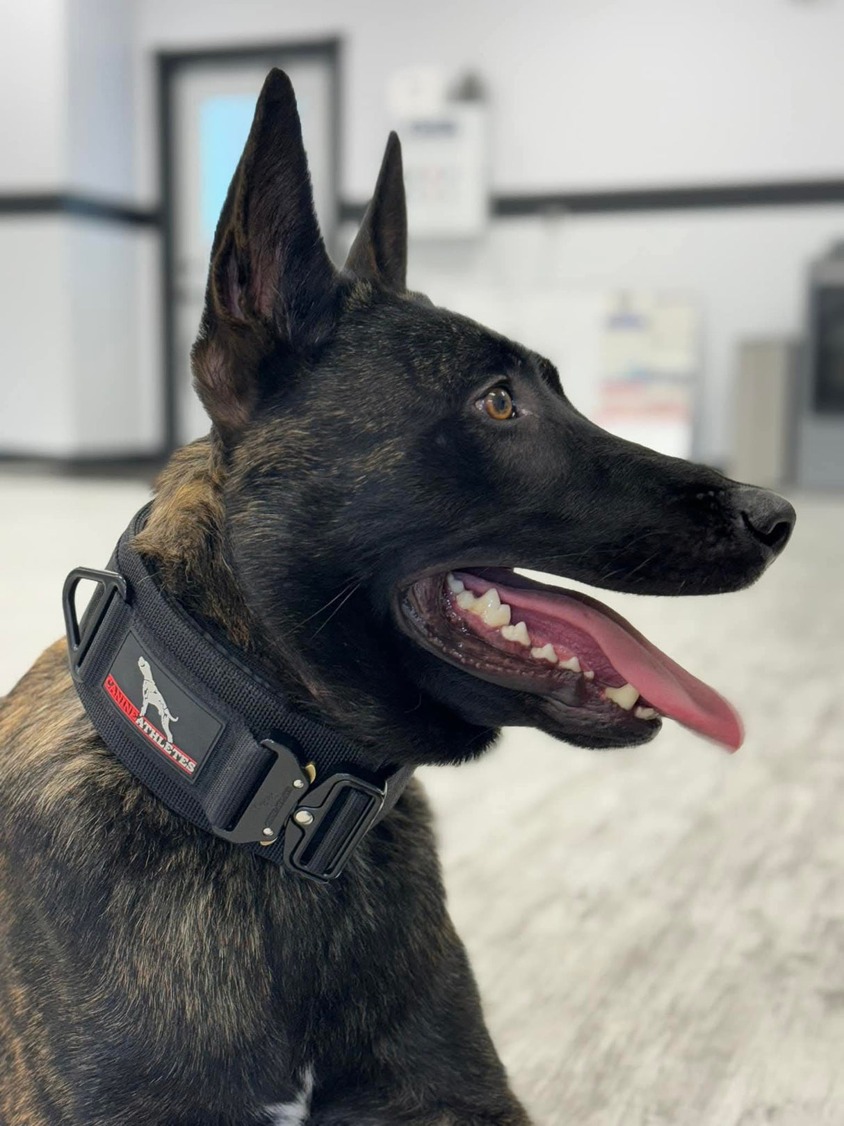 canine athletes venator collar on a shepherd dog