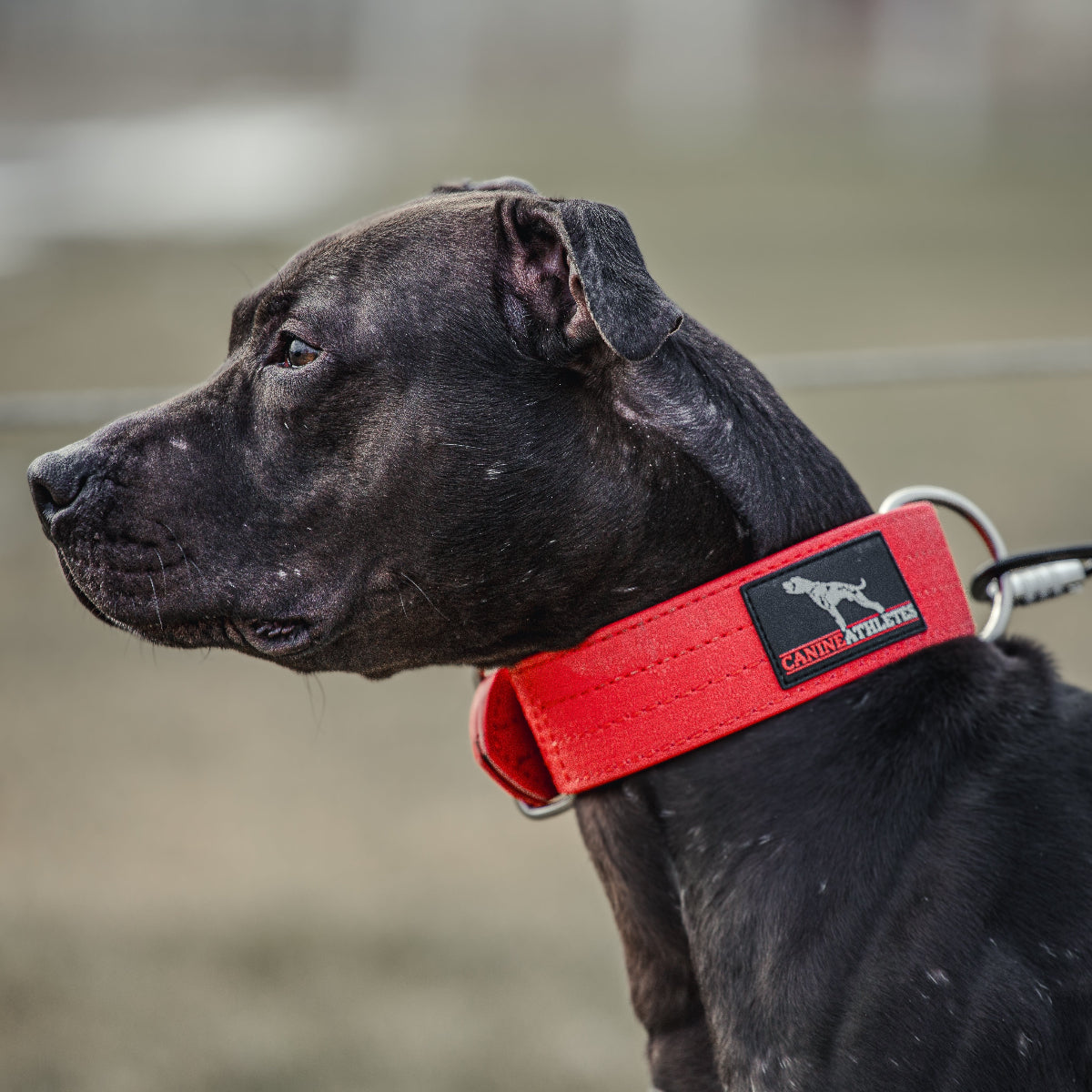 Canine Athletes Pit Bull with red AP-Sport Waterproof Dog Collar