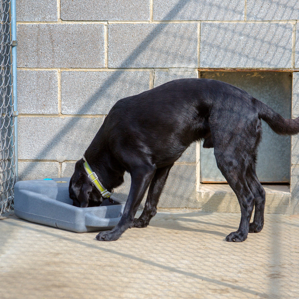 Dakota 283 3.5 gallon dog bowl watering system