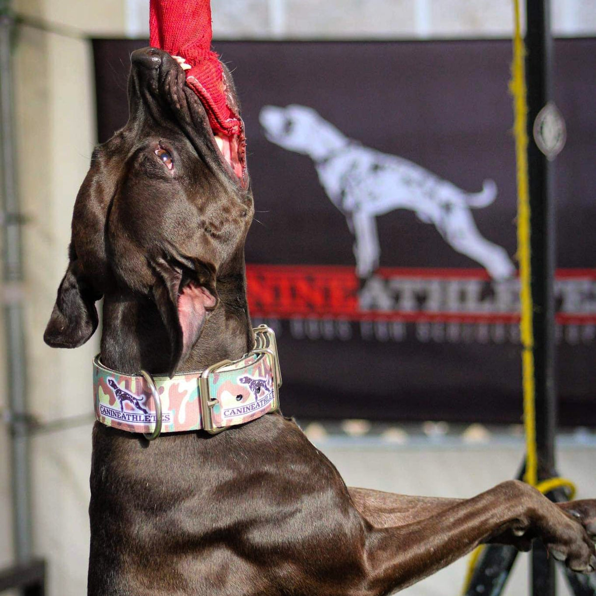 Canine Athletes Flag