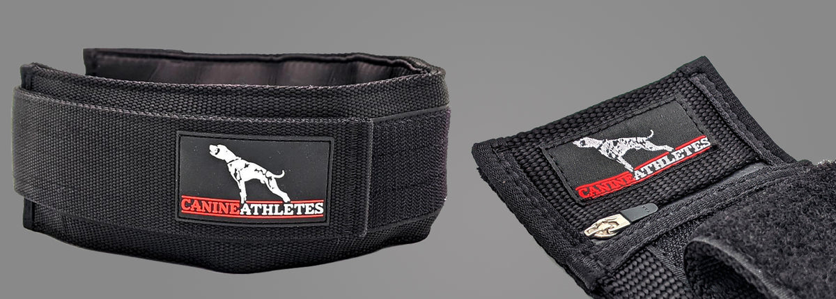 BEHIND THE DESIGN: THE ELITE-HD WEIGHTED DOG COLLAR - Canine Athletes