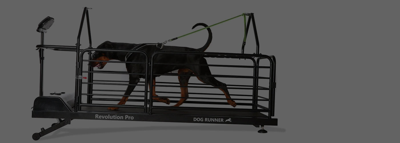 DO YOU REALLY NEED A DOG TREADMILL?