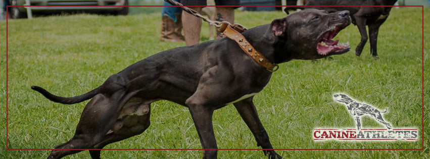 Dog Show Tips & Tricks