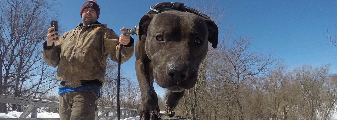 PRIVILEGE - Canine Athletes