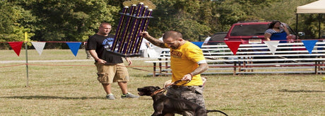 The Importance of Dog Shows