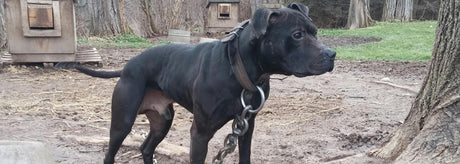 2015 #1 Ranked ADBA Conformation Dog