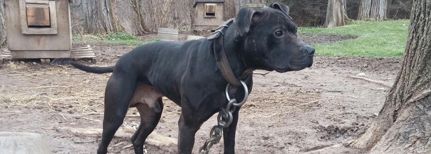 2015 #1 Ranked ADBA Conformation Dog