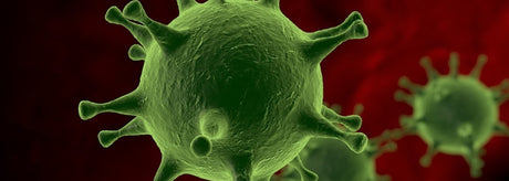 Babesia Infection Protocol