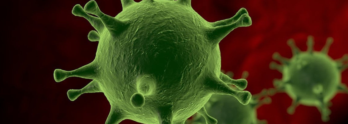 Babesia Infection Protocol