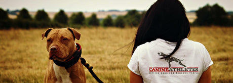 The True Colours Of A Pit Bull