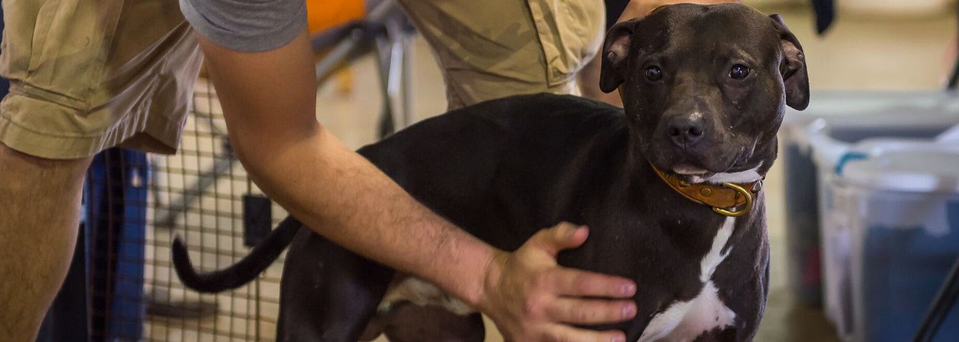 Pedigree Infatuation