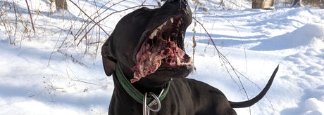 My Voyage into Raw Feeding