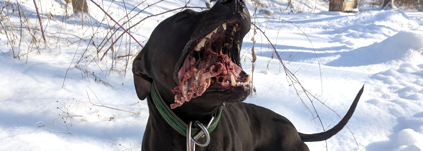 My Voyage into Raw Feeding