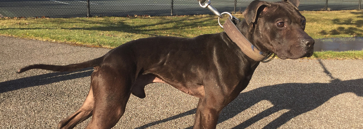 Canine Athletes CH Vito