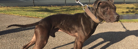 Canine Athletes CH Vito