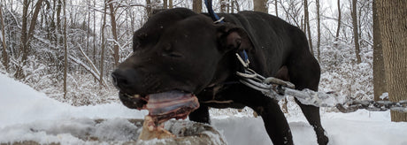 Canine Athletes Conditioning Meal Plan