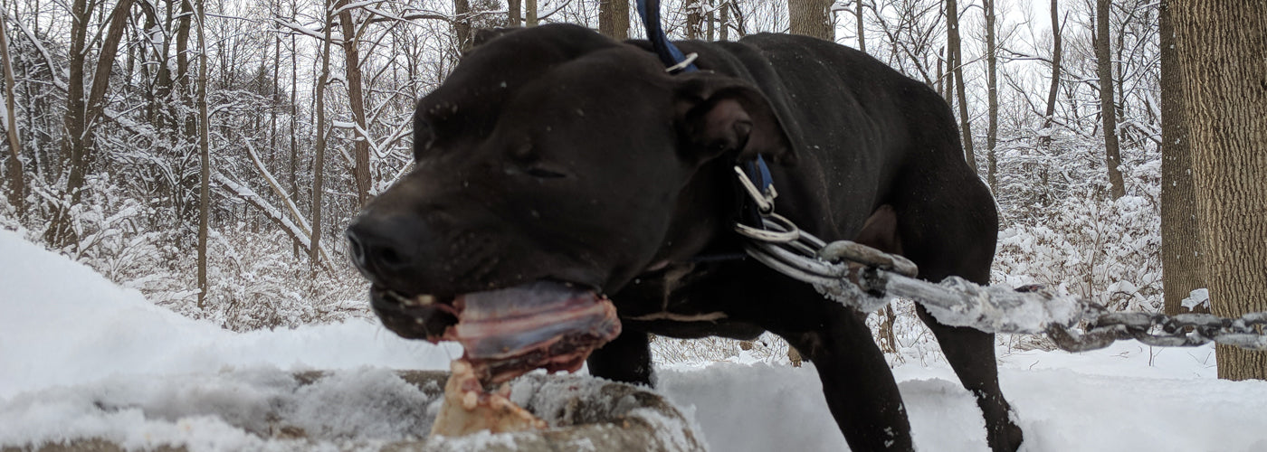 Canine Athletes Conditioning Meal Plan