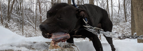 Canine Athletes Conditioning Meal Plan