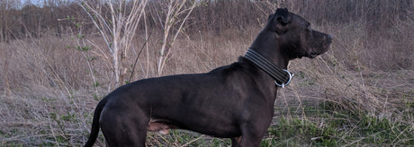 WHAT TO DO WHEN ANIMAL CONTROL COMES KNOCKING