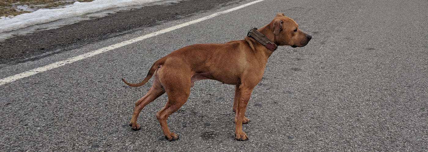 Breeder Recommendations