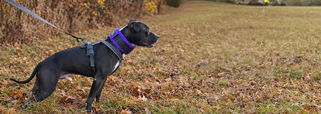 Fall Training Essentials: A Working-Dog Checklist for Better Preparation and Recovery