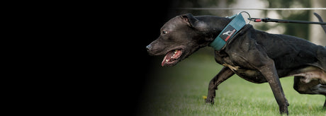 canine athletes dog wearing a teal collar