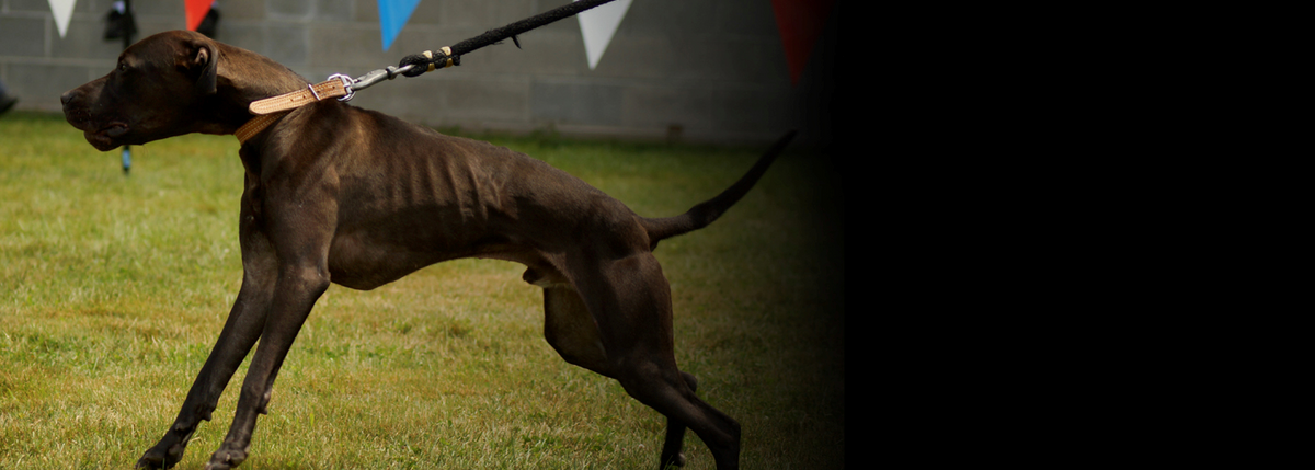 Beware of the Hacks! – Canine Athletes