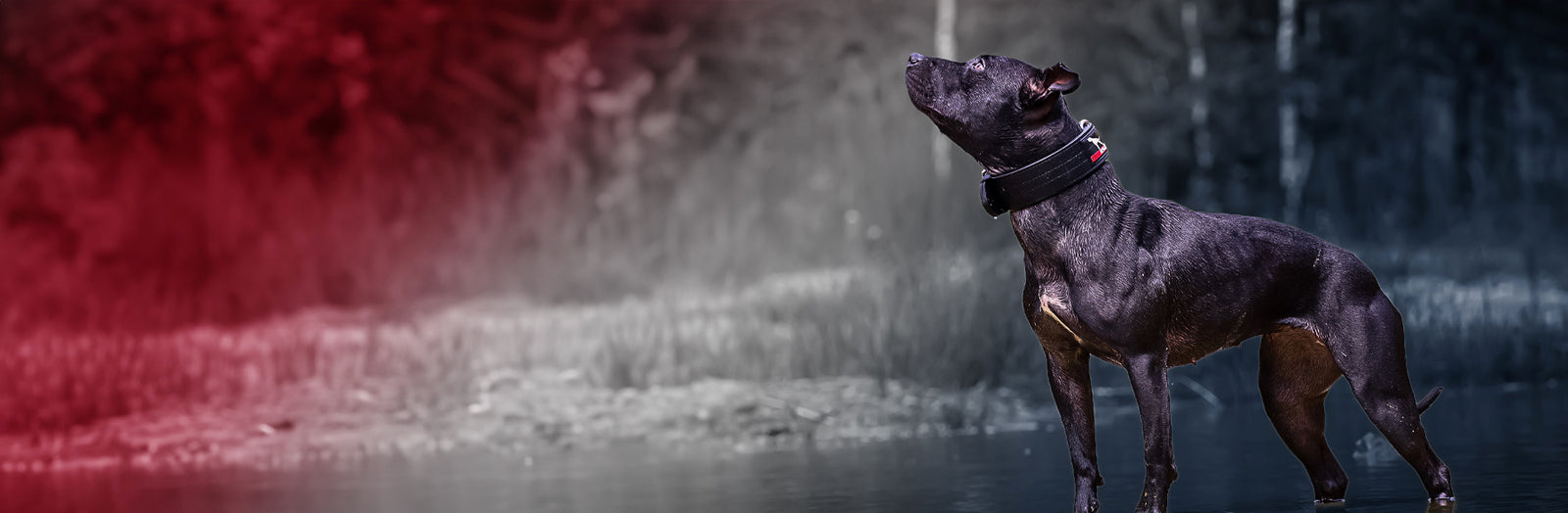 GEAR THAT NEVER QUITS