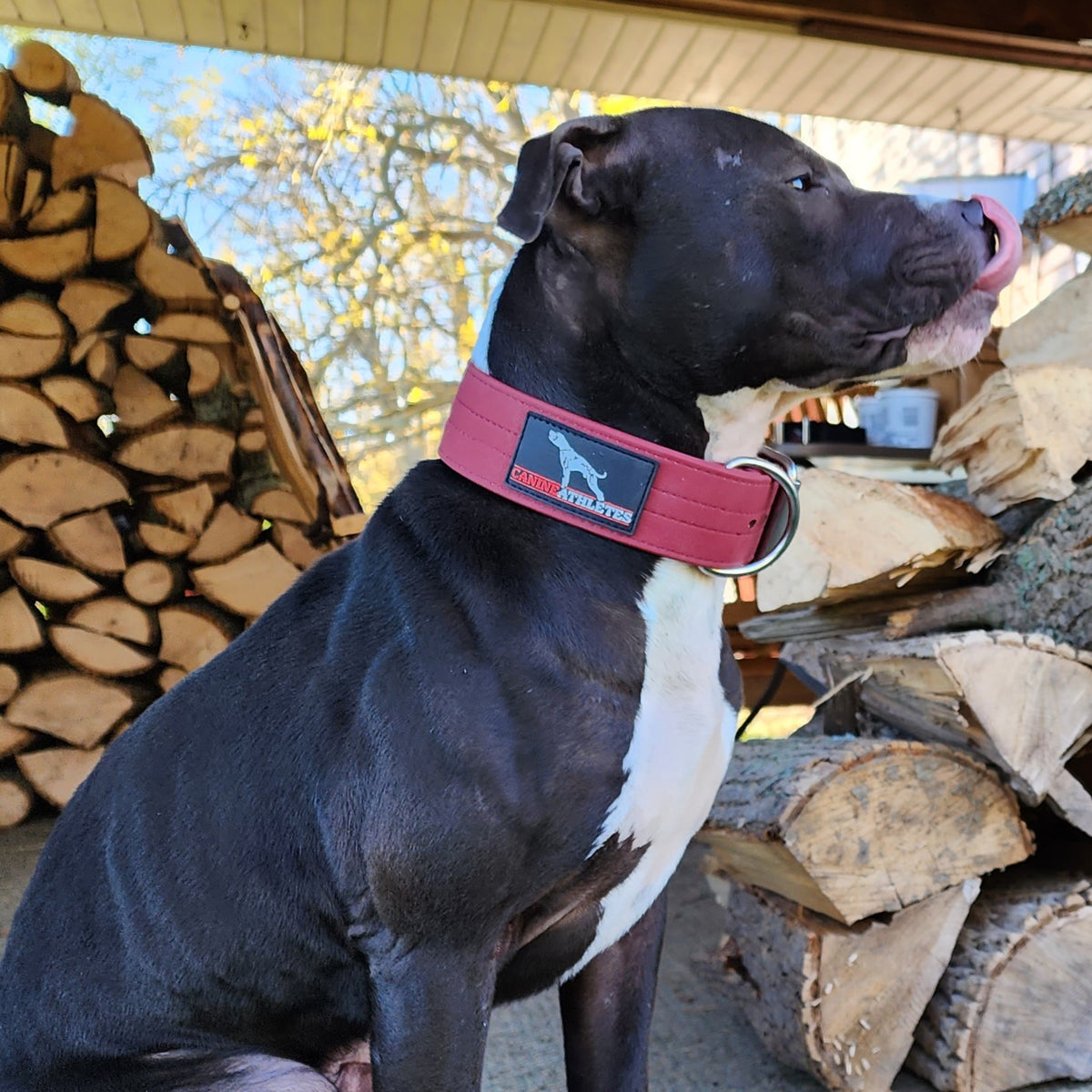 canine-athletes-ap-sport-waterproof-dog-collar-red