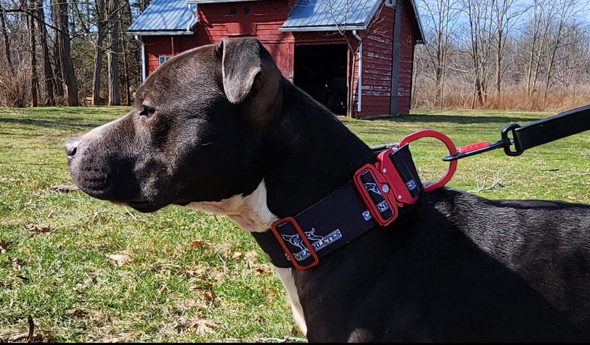 canine-athletes-sport-hd-v2-quick-release-dog-collar-black-red-4