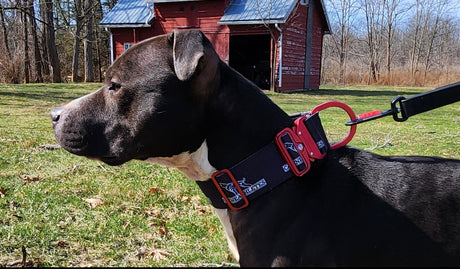 canine-athletes-sport-hd-v2-quick-release-dog-collar-black-red-4