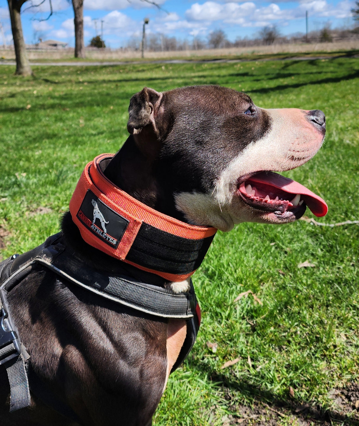 canine-athletes-elite-hd-weighted-dog-training-exercise-working-collar-coral-lifestyle