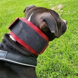 canine-athletes-weighted-collar-protection-strip-lifestyle