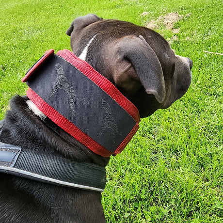 canine-athletes-weighted-collar-protection-strip-lifestyle