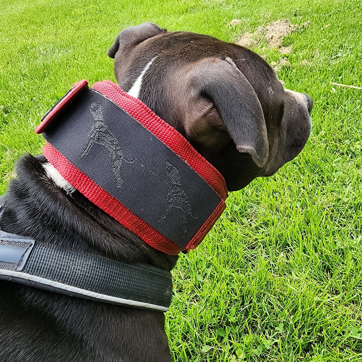 canine-athletes-weighted-collar-protection-strip-lifestyle