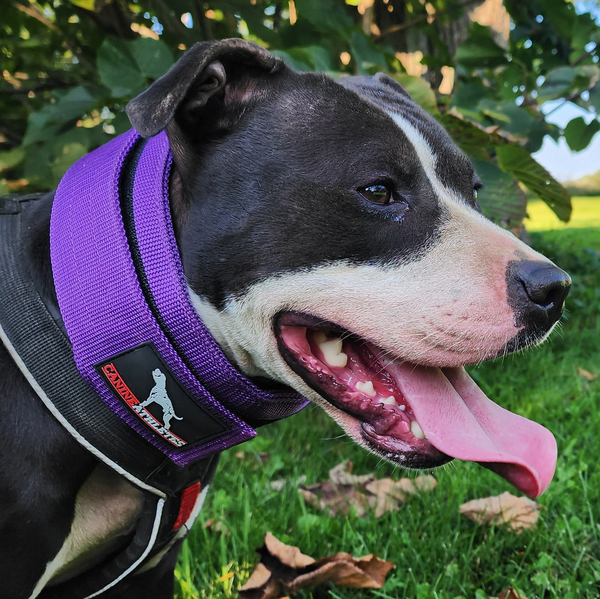 canine-athletes-elite-hd-weighted-dog-training-collar-purple