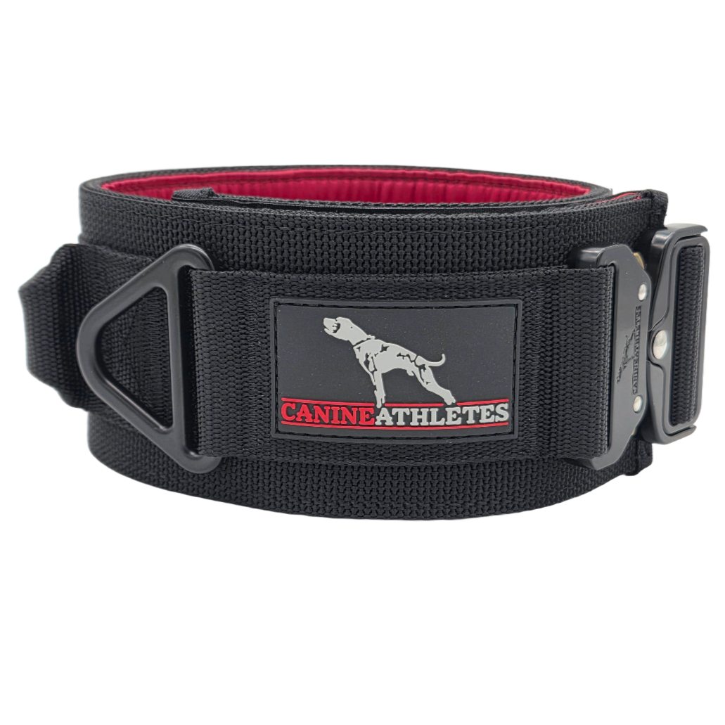 canine athletes venator padded working dog collar with padding and handle