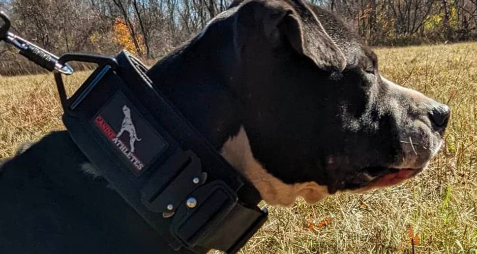 Canine Athletes 3&quot; Venator Neoprene Padded Working Dog Collar