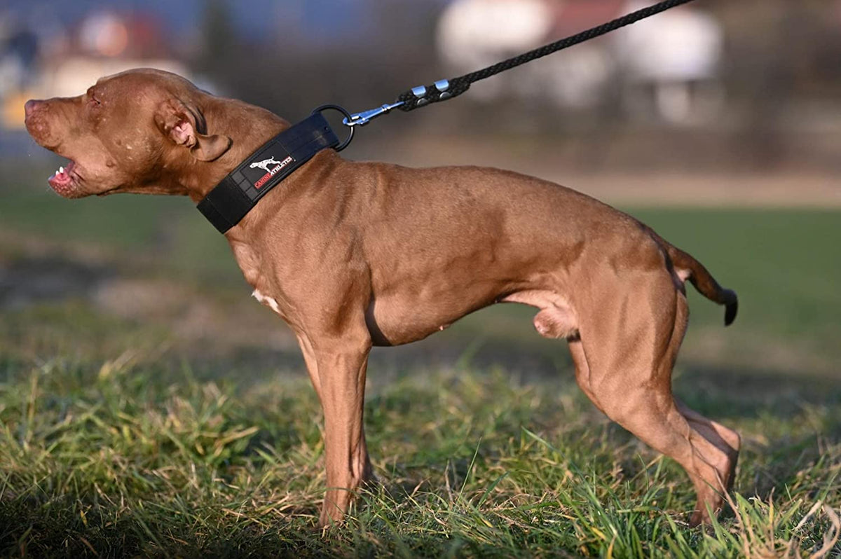 Canine Athletes Waterproof Dog Collar