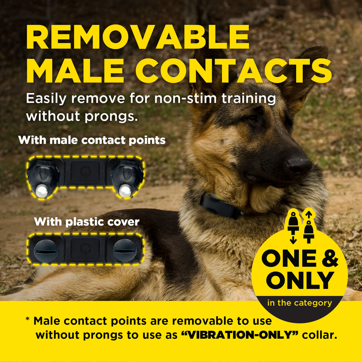 Dog wearing a collar with text about removable male contacts and vibration-only feature.