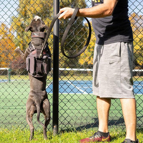 canine-athletes-power-max-hd-heavy-duty-weighted-dog-training-harness