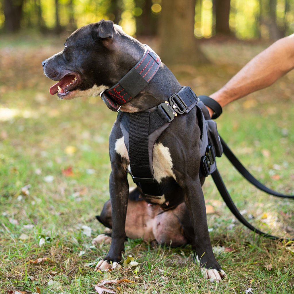 canine-athletes-power-max-hd-weighted-dog-training-harness