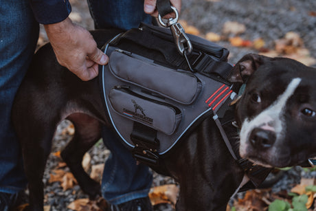 canine-athletes-power-max-weighted-dog-training-exercise-harness