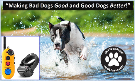 E-collar technologies EZ-900 Dog Training Remote Collar