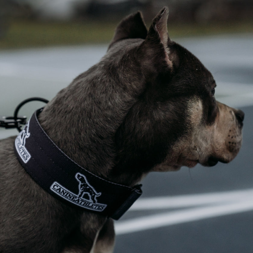 Canine Athletes Serious Dogs For Serious People