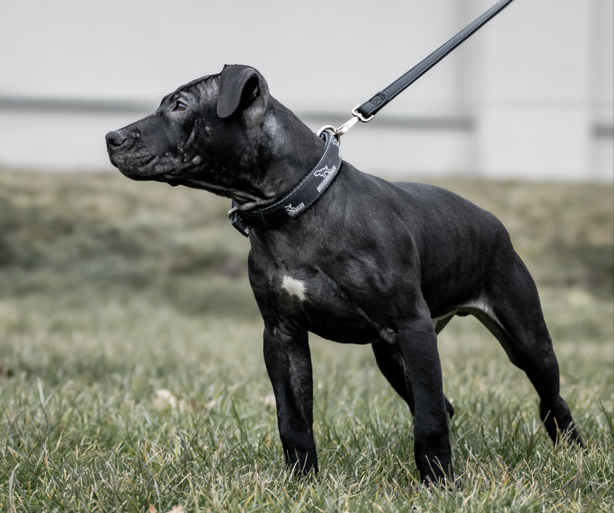 Canine-athletes-1-inch-heavy-duty-working-dog-small-puppy-collar-black-lifestyle