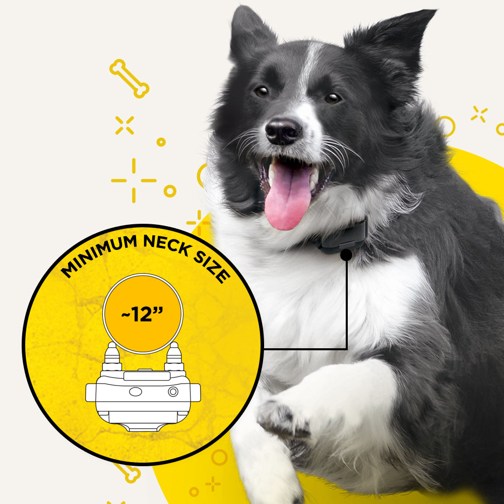 Dogtra IQ Plus Remote Dog Training Collar – Canine Athletes