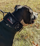 canine athletes 3 inch wide venator heavy duty working dog collar on a pit bull