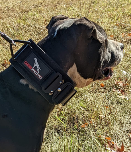 canine athletes 3 inch wide venator heavy duty working dog collar on a pit bull